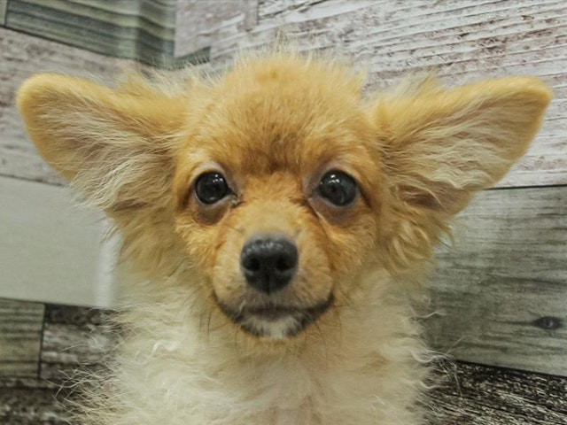 鳥取県のハーフ犬・ミックス犬 (ペッツワンFC鳥取店/2024年3月14日生まれ/女の子/レッドホワイト)の子犬